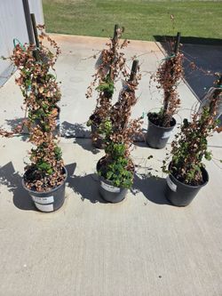 Boxwood bush scrubs