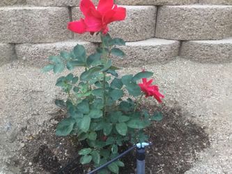 Red Rose plant CRYSLER IMPERIAL Healthy