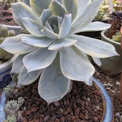 Echeveria Variegated Moon Fairy Pick Up In Up