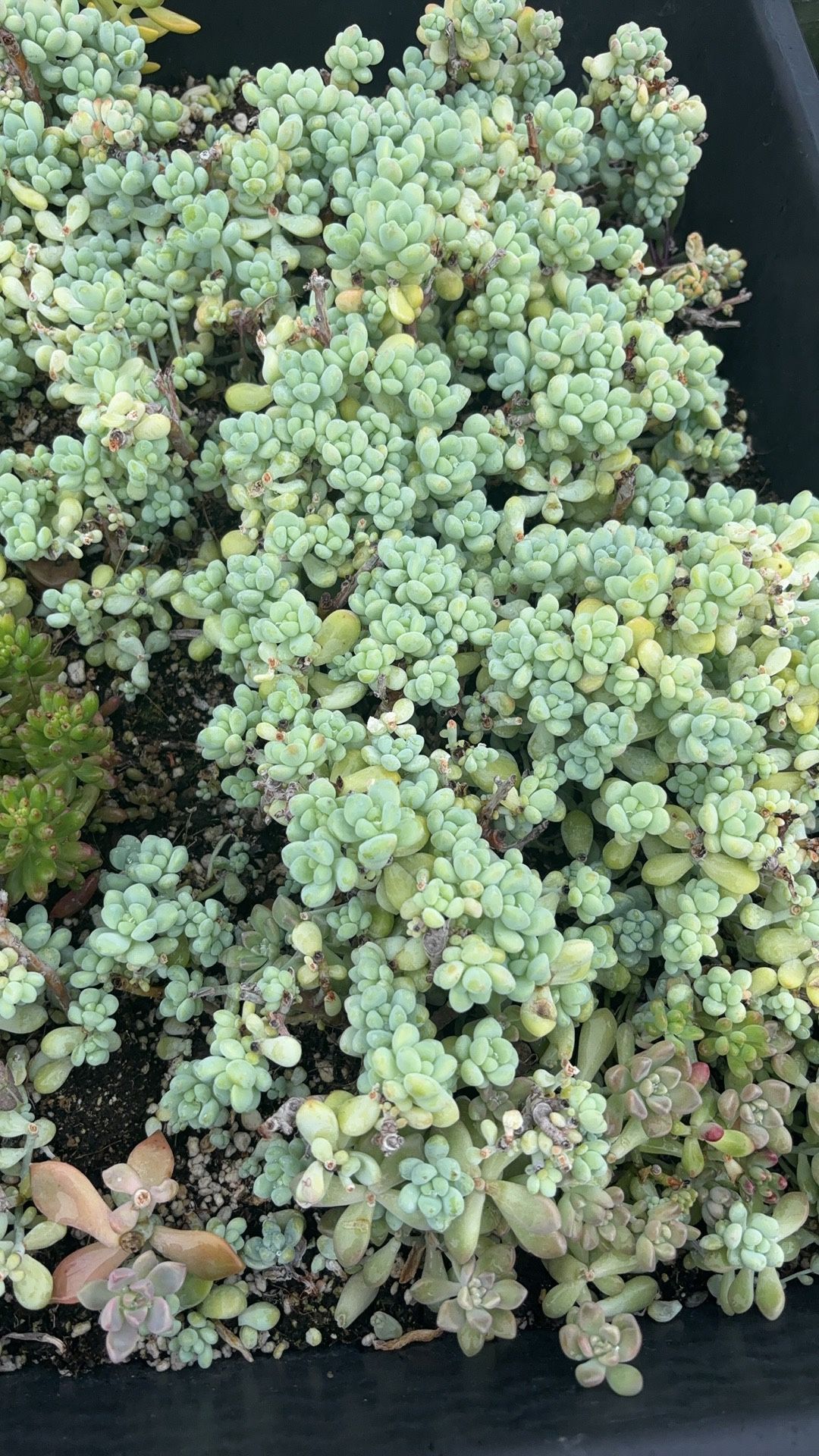 Succulent 8
