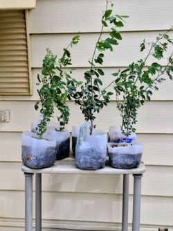 Árboles de Guamuchil $5 cada árbol