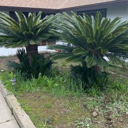Sego Palms