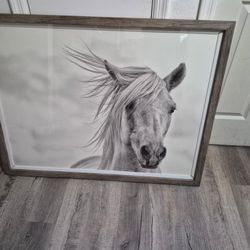 Horse Picture 