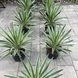 Yucca Gloriosa Variegata