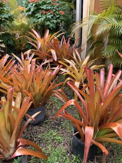 PLANTS PLANTS PLANTS