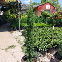 Italian Cypress 