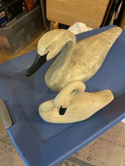 Duck / Swan