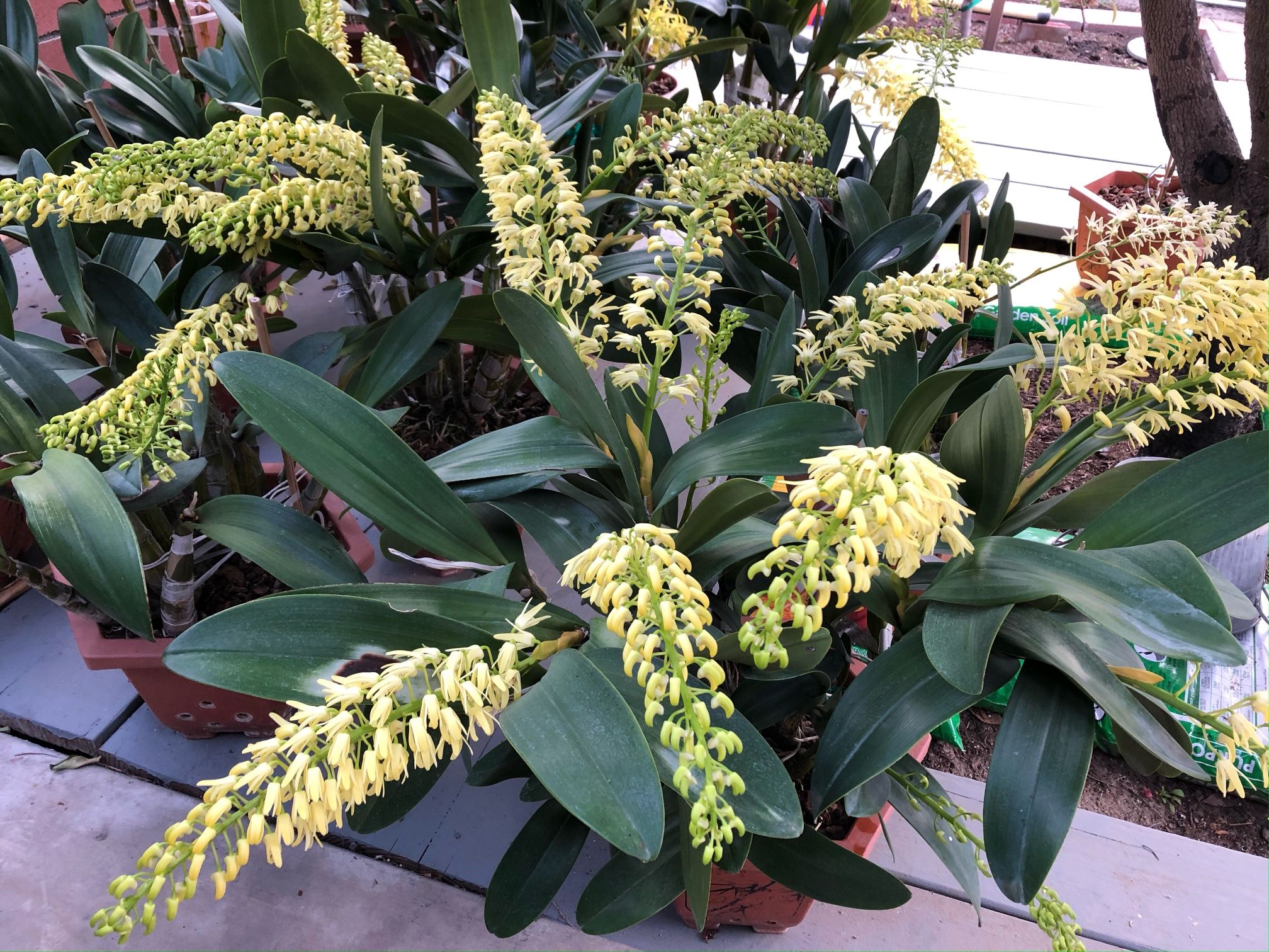 Dendrobium And Orchid At EKT Nursery