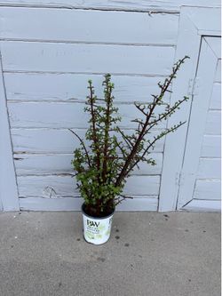 Elephant Bush Succulent