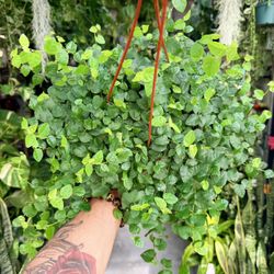 6” Creeping Fig Ficus $19.99💚💚💚