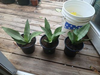 Snake Plants Mini