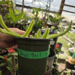  Cactus ,Dog Tail  🌵 