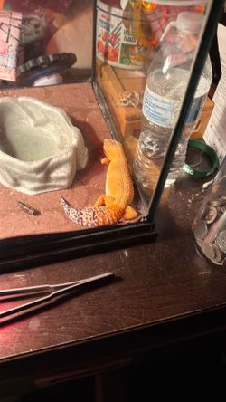 This is a leopard gecko