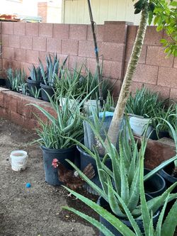 Part four of the countless available plants for sale