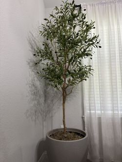 Olive Tree