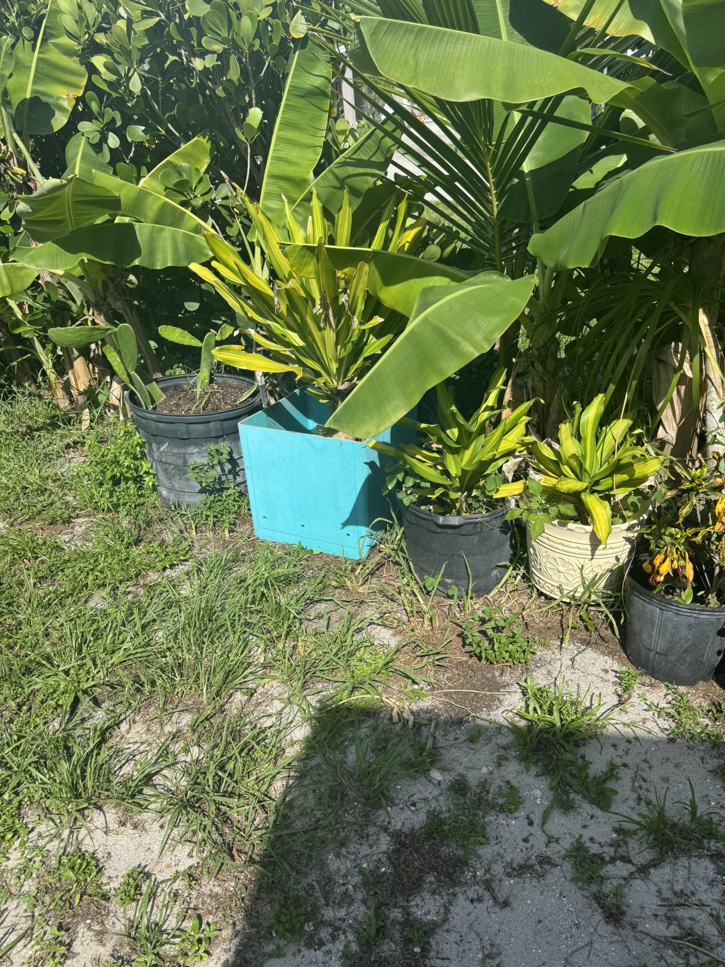 Plants
