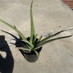Aloe For Sale ! 