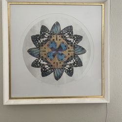 Butterfly Photo And Frame 