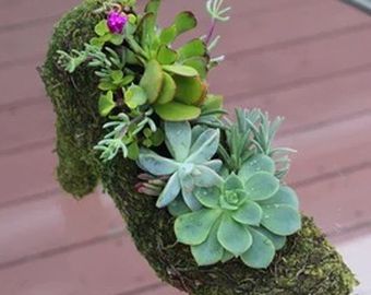 Live Succulents Arrangement