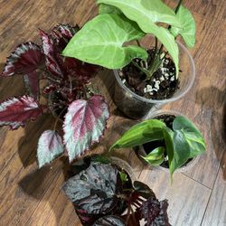 For Assorted Plants, Beautiful Lot For $20