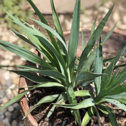 Yucca Plants 