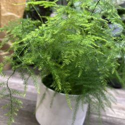 Cây măng tây cảnh Asparagus Fern  Positive Energy And Air Purifying