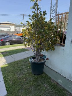 Ficus for sale