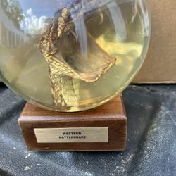 Nature Gems Vintage Embedment Taxidermy Western Rattlesnake with Fangs 
