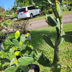 Nopales Cactus 🌵 