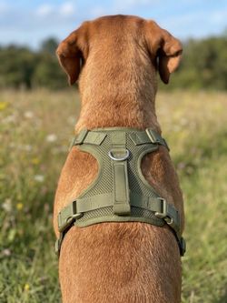Green Mesh Dog Harness