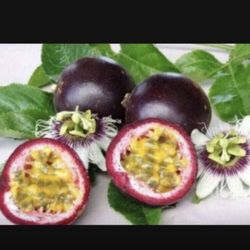 Passion Fruit Purple 1 Gallon Plant Fully Grown
