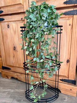 Hoya Krohniana houseplant