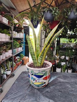Snake Plants