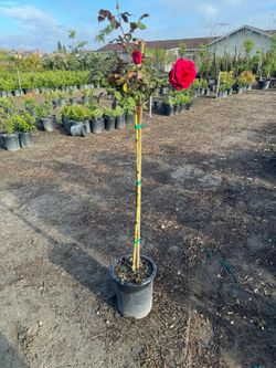 Big Rose Tree 5gallon