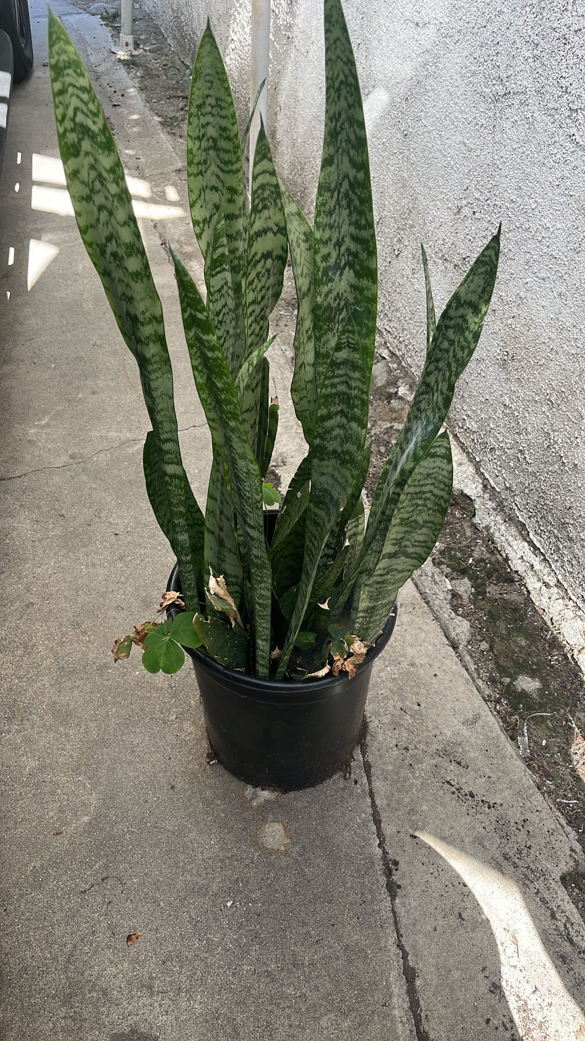 Sansevieria Plant