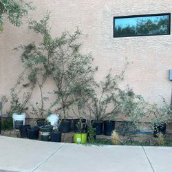 Mesquite Trees