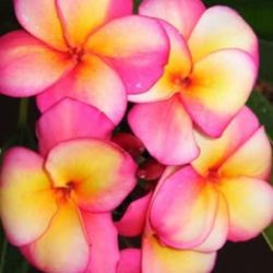 PLUMERIA TREE ( JL BANANA BERRY ) 6-YEAR-OLD GRAFTED MATURE TREE. CLASSIC JIM LITTLE CULTIVATOR.