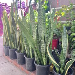 Snake Plants 