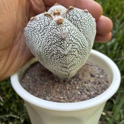 Astrophytum Onzuka Vtype Cactus Succulent Plant 
