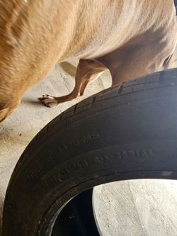 3 continental Tires