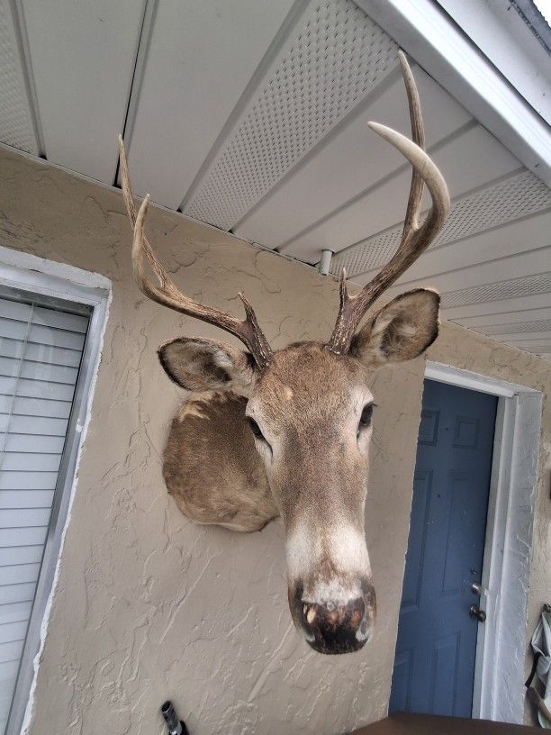 Deer Haing Taxidermy Head.