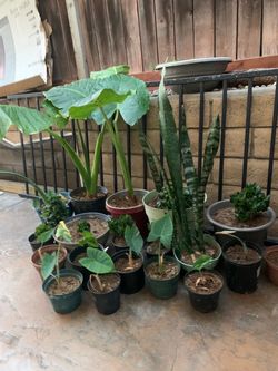 Beautiful tropical plants// se venden plantas tropicales