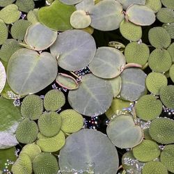 Floating Aquarium Plants! 