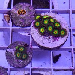 Coral FRAGS Available!