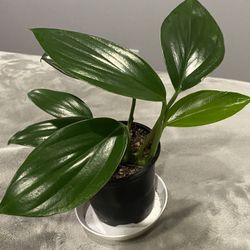 RARE Rhaphidophora Decursiva Indoor House Plant  In 4” Pot