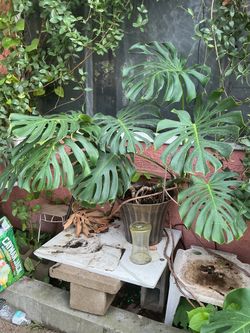 Monstera