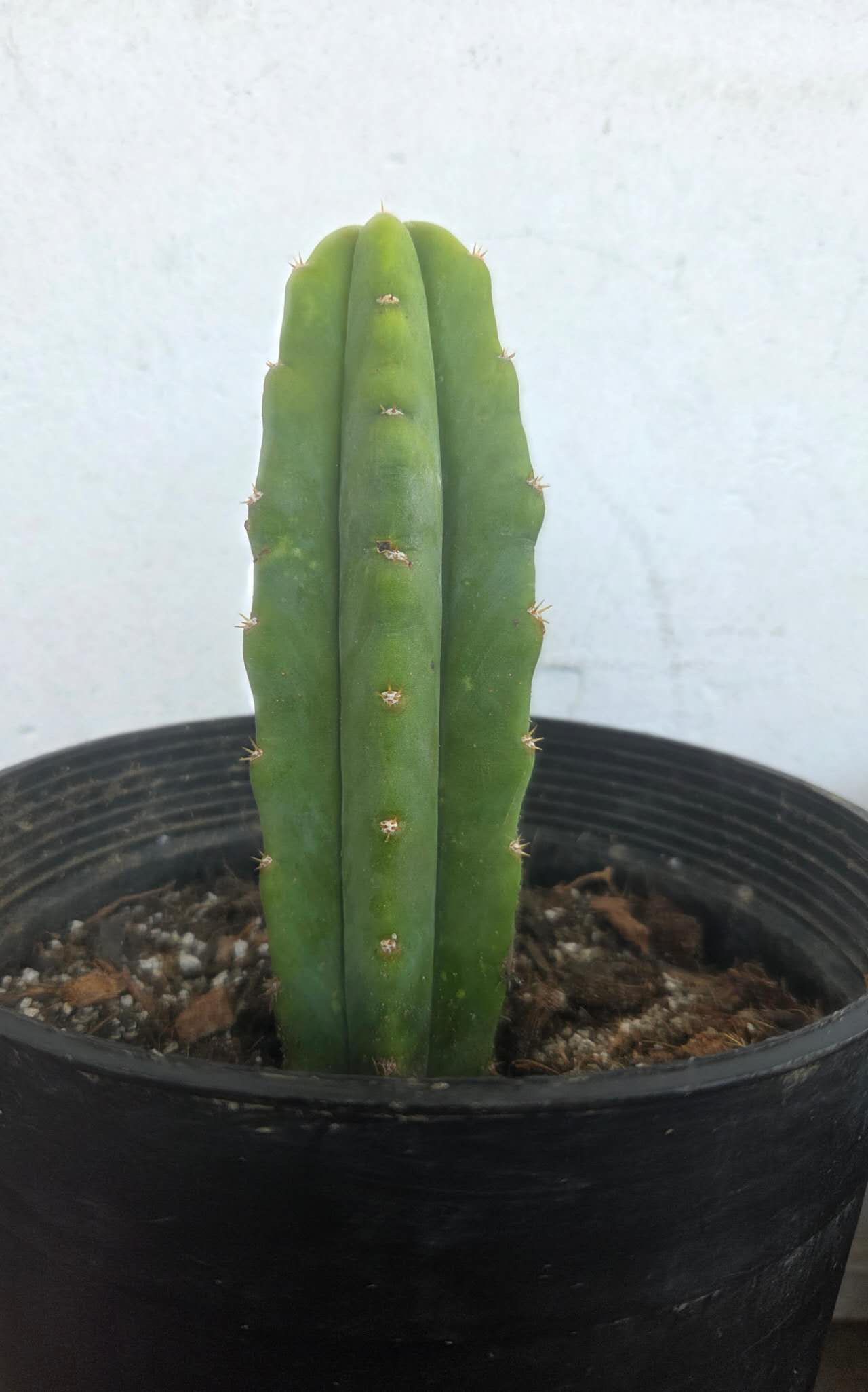 Trichocereus pachanoi varigata