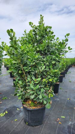 Huge Clusias About 7-8 Feet Tall For Just $200 Instant Privacy Plants Green Fencing Privacy Hedges 