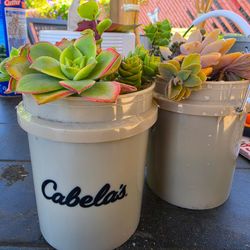 Succulents in CUTE Cabela'S bucket 🪣
