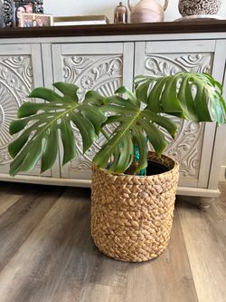 Beautiful Monstera plant with basket